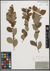 Foto von Salix starkeana Willd.